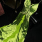 Green stylish and elegant spaghetti strap satin long ball gown nv5396